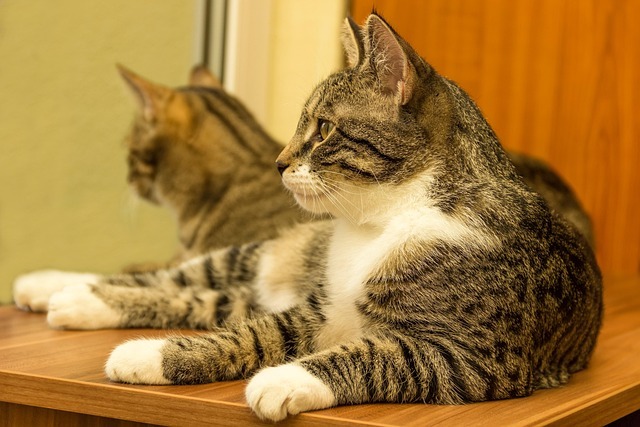 猫狗AI医生靠谱吗？5大真实体验与科学建议