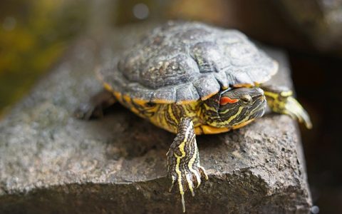 乌龟不吃食怎么办？五步智能排查彻底解决