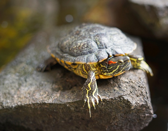 乌龟不吃食怎么办？五步智能排查彻底解决