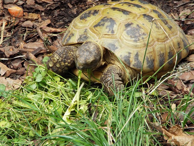 陆龟结石排出怎么做？智能养护与实用护理全指导