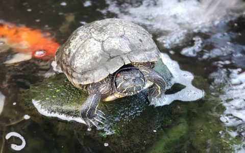 乌龟分公母方法全解析，新手也能一看即懂！