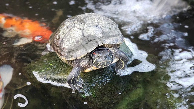 乌龟分公母方法全解析，新手也能一看即懂！