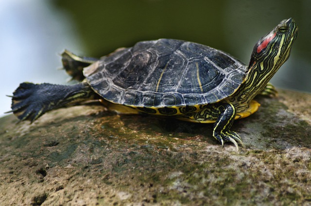 乌龟不吃食怎么办？五步智能排查彻底解决