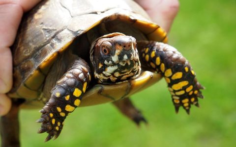 乌龟眼睛睁不开怎么办？科学护理与智能监测指南