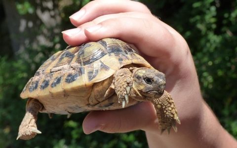 乌龟肺炎怎么治？智能诊断+家庭护理全方位方案