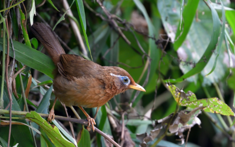 画眉鸟不叫怎么办？教你用AI科技找到真实原因