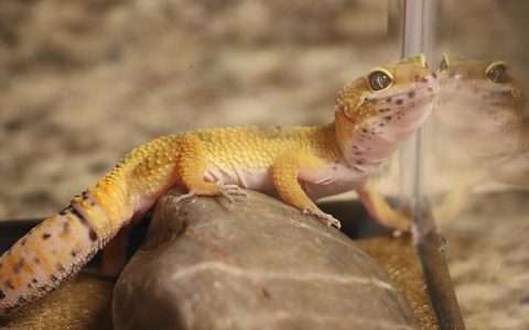 豹纹守宫拒食怎么办？新手五步轻松破解