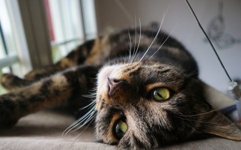 宠智灵技术合作需要注意哪几点？实用全攻略