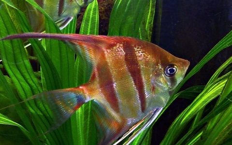 金鱼烂尾巴怎么治？养宠达人实用修复攻略