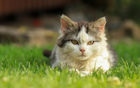 猫鼻子干要紧吗？专业分析及AI智能护理建议