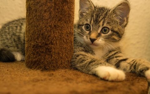 宠物店管理系统真的有用吗？五大功能揭示答案