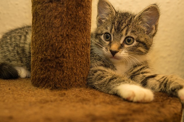 宠物店管理系统真的有用吗?五大功能揭示答案 2 宠物店管理系统真的有用吗?五大功能揭示答案 1