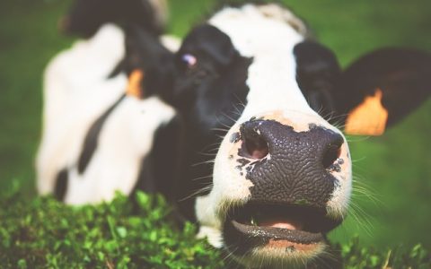 智慧养殖解决方案有哪些？这4点帮你选对升级路径