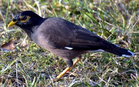 八哥洗澡技巧公开，如何科学护理宠物健康？