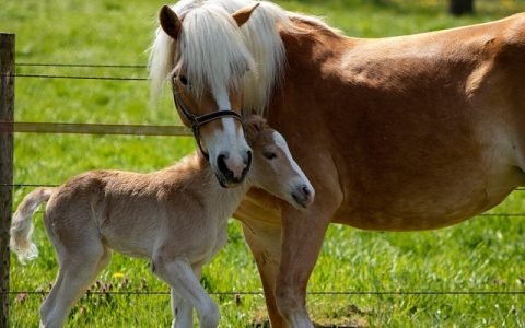 马匹健康监测AI如何守护爱马的隐形健康危机？