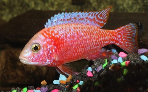 鱼缸长藻怎么办？5招智能养护彻底搞定