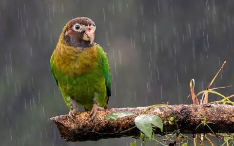 鹦鹉拉稀炸毛怎么办？5个智能养护技巧