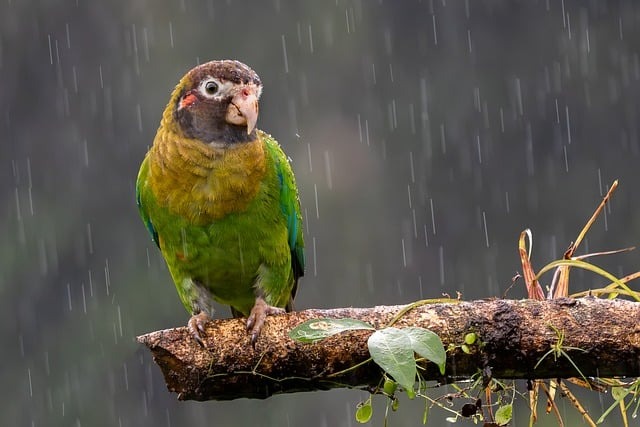 鹦鹉拉稀炸毛怎么办？5个智能养护技巧