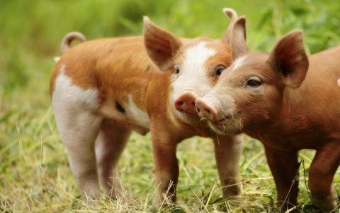 猪脸识别技术怎么帮猪场智能管理？