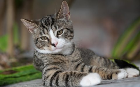 画眉鸟不叫怎么办？教你用AI科技找到真实原因