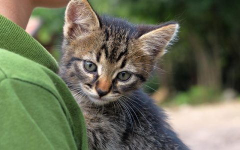 猫咪呕吐黄水怎么办？AI助力宠物家庭的解决全攻略