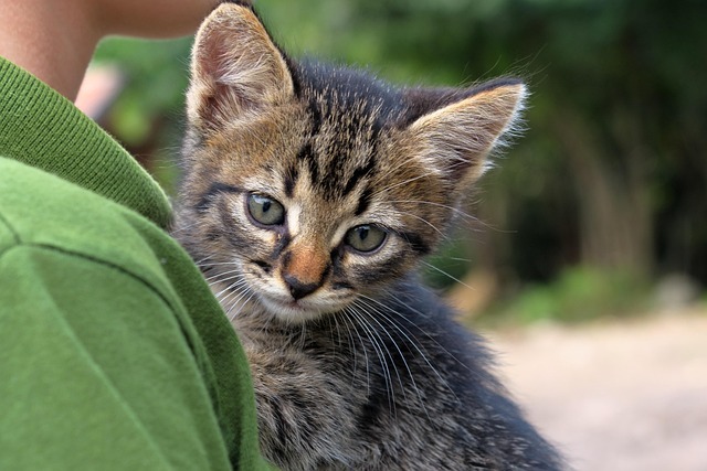 猫咪呕吐黄水怎么办？AI助力宠物家庭的解决全攻略