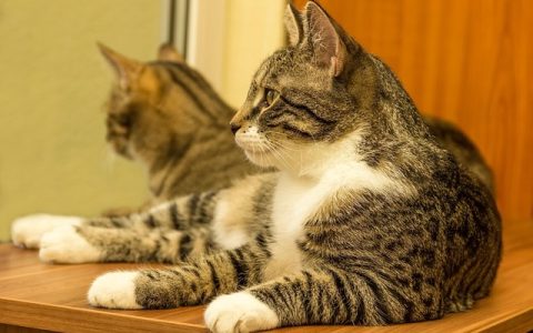 猫狗AI医生靠谱吗？5大真实体验与科学建议