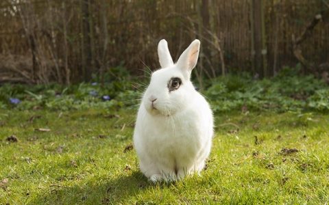 兔子尿液颜色变化正常吗？养兔人必知的健康信号