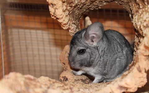 龙猫掉毛原因详解：掉毛正常吗？如何应对才科学