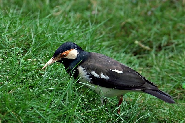 八哥洗澡技巧公开，如何科学护理宠物健康？