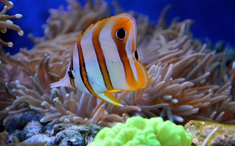 鱼缸换水正确方法，你真的做对了吗？