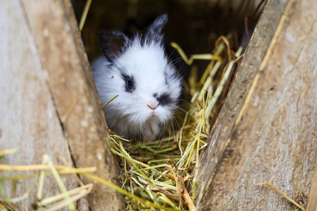 兔子球虫病预防怎么做？资深养兔人的实用守则