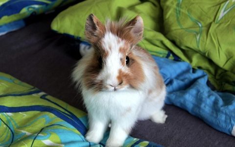 兔子球虫病预防怎么做？资深养兔人的实用守则