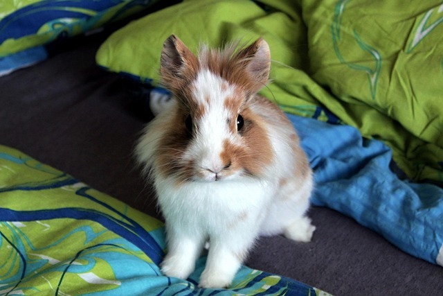 兔子球虫病预防怎么做？资深养兔人的实用守则