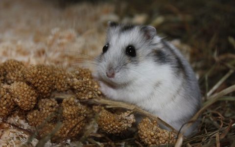 仓鼠打架怎么办？5步教你科学化解仓鼠纷争