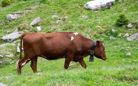 生物多样性监测网络如何用AI革新生态保护？