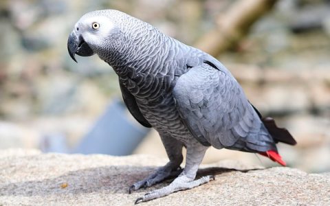 鸟腿骨折怎么办？4步急救+AI辅助恢复指南