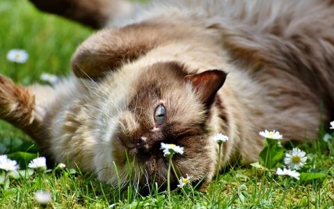 猫咪拉稀带血怎么办？AI专家教你快速排查和应对