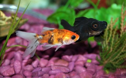 鱼缸水浑浊怎么办？5步让你的水质清澈如新