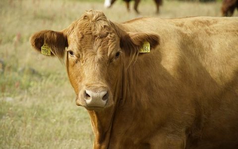 动物AI识别准确率真的靠谱吗？三大误区你踩过吗