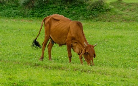 害虫智能防治技术怎么用？4步打造无忧农田