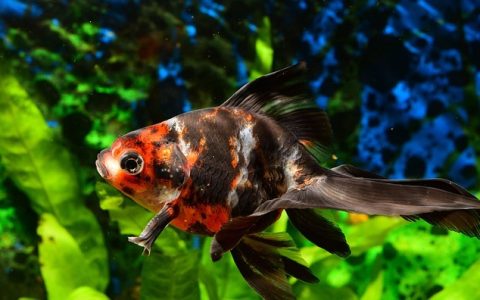 鱼身上有白点怎么治？有效治疗方法全攻略