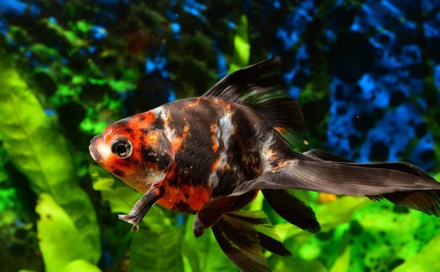 鱼身上有白点怎么治？有效治疗方法全攻略