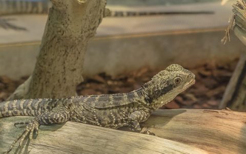 爬宠加热垫怎么用？新手必读的科学布置与AI养护技巧