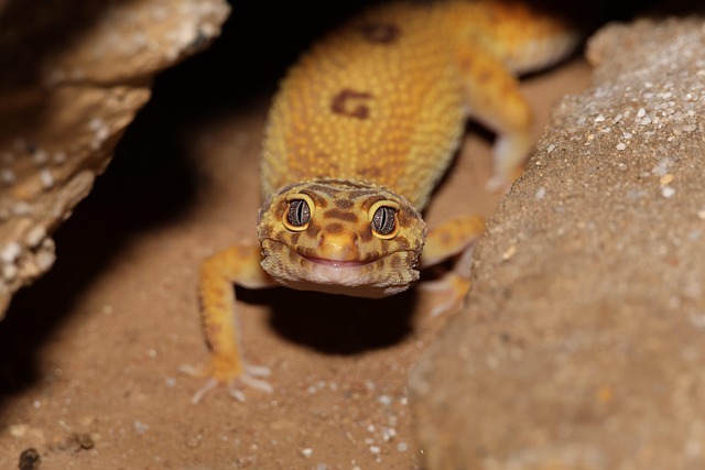 豹纹守宫拒食怎么办？新手五步轻松破解