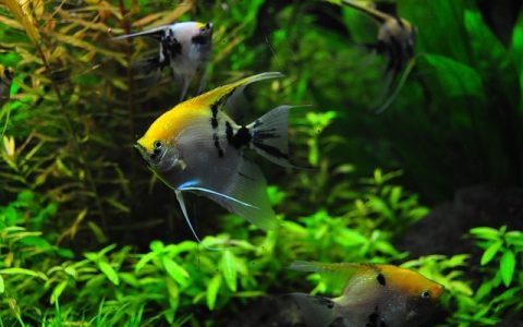 新鱼入缸过水怎么做？五个避坑技巧让鱼儿更健康