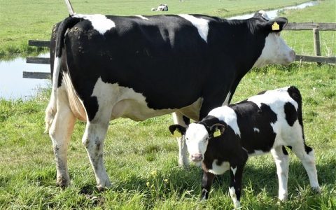 奶牛发情监测AI如何帮你提升繁殖率？