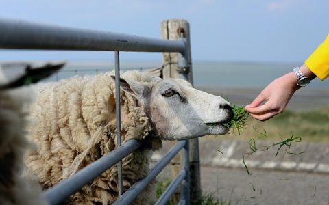羊群定位追踪器：放牧省心，防丢失更高效！