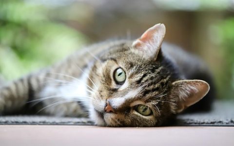 猫三联疫苗到底要不要打？权威解析与实用建议