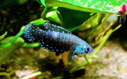 热带鱼水温多少合适？智能管理温度新方法揭秘